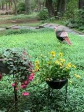 turkey walking among flowers